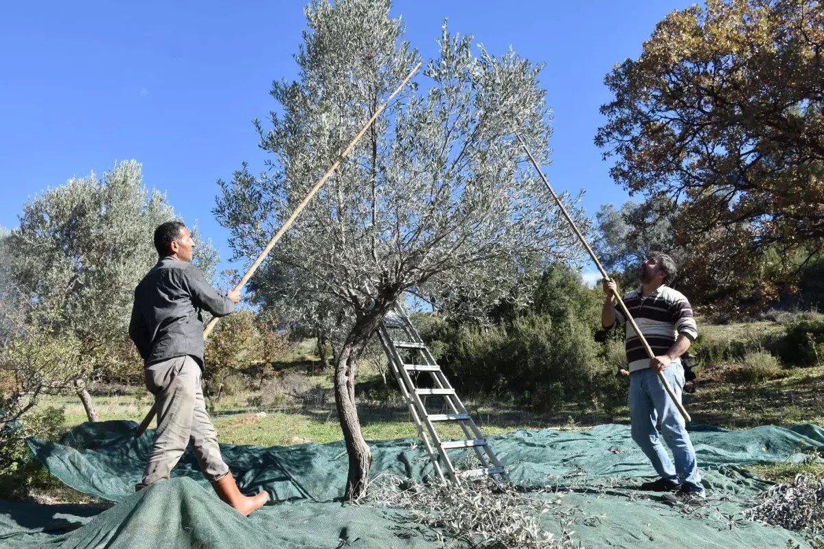 Seferihisar’da Geleneksel Zeytin Hasadı UNESCO Korumasında